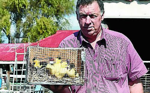 Ipswich resident Geoff Dawson travelled to Warwick’s pig and calf sale yesterday to stock up on animals. Ipswich resident Geoff Dawson travelled to Warwick’s pig and calf sale yesterday to stock up on animals.